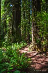 Prairie Creek Redwoods-0255 Prairie Creek Redwoods-0255